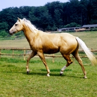 Picture of palomino mare trotting in field