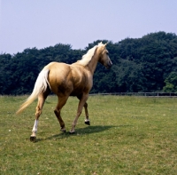 Picture of palomino mare walking away