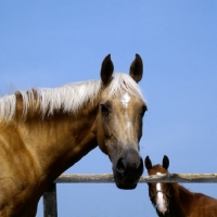 Picture of palomino mare with other horse (unknown breed) in the background