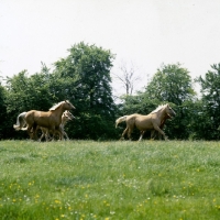 Picture of palomino mares with three foals cantering in field