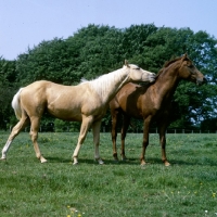 Picture of palomino nibbling a chestnut horse (unknown breed)