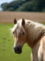 Picture of Palomino portrait