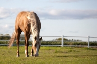 Picture of Palomino Quarter horse grazing