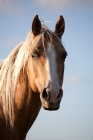 Picture of Palomino Quarter horse, headshot