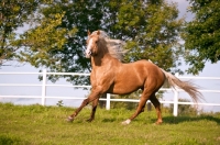 Picture of Palomino Quarter horse in field