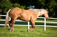 Picture of Palomino Quarter horse in field