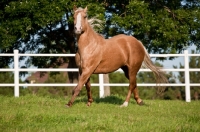 Picture of Palomino Quarter horse near fence