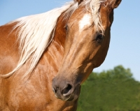 Picture of palomino quarter horse, portrait