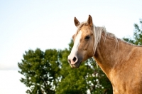 Picture of Palomino Quarter horse portrait