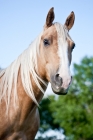 Picture of Palomino Quarter horse portrait