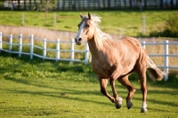 Picture of Palomino Quarter horse running