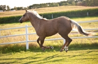 Picture of Palomino Quarter horse running in field