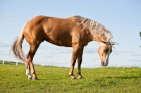 Picture of Palomino Quarter horse side view