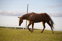 Picture of Palomino Quarter horse walking