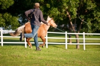 Picture of Palomino Quarter horse with man