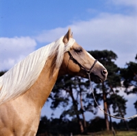 Picture of palomino stallion in uk, head study