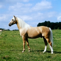 Picture of palomino stallion in uk