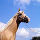 Picture of palomino stallion in uk