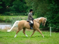 Picture of Palomino trotting with rider
