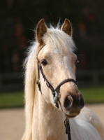 Picture of Palomino wearing bridle