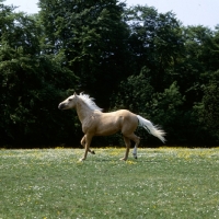 Picture of palomino