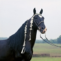 Picture of pals midnite mitch, tennessee walking horse in usa