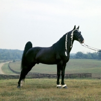 Picture of pals midnite mitch, tennessee walking horse in usa