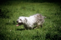 Picture of panting glen of imaal terrier dashing across grass