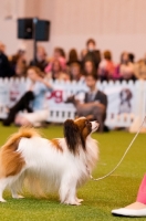 Picture of Papillion looking up at owner during YKC competition at Crufts 2012