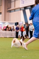 Picture of Papillion looking up at owner during YKC competition at Crufts 2012