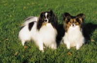 Picture of papillon and phalene