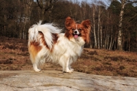 Picture of Papillon dog on a log