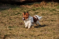 Picture of Papillon dog on grass
