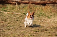 Picture of Papillon dog, running on grass