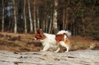 Picture of Papillon dog, side view, walking on log