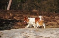 Picture of Papillon dog, side view, walking on log