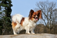 Picture of Papillon dog, side view