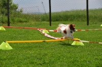 Picture of Papillon doing longe work