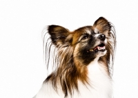 Picture of Papillon head study