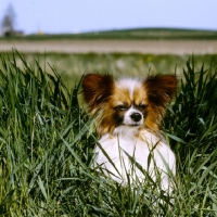 Picture of papillon hiding in grass, dremas double maxim at sunshoo