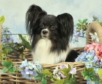 Picture of Papillon in basket with flowers