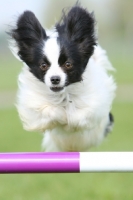 Picture of Papillon jumping bar