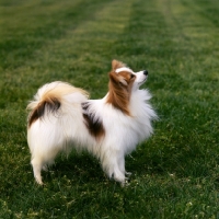 Picture of papillon looking up