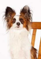 Picture of Papillon looking up