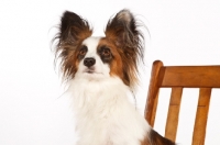 Picture of Papillon looking up
