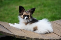 Picture of Papillon lying on wood