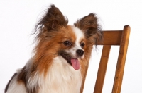 Picture of Papillon near chair