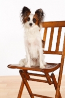 Picture of Papillon on chair
