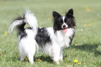 Picture of Papillon on grass