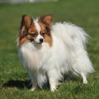 Picture of Papillon on grass